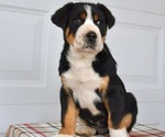 Small #2 Greater Swiss Mountain Dog