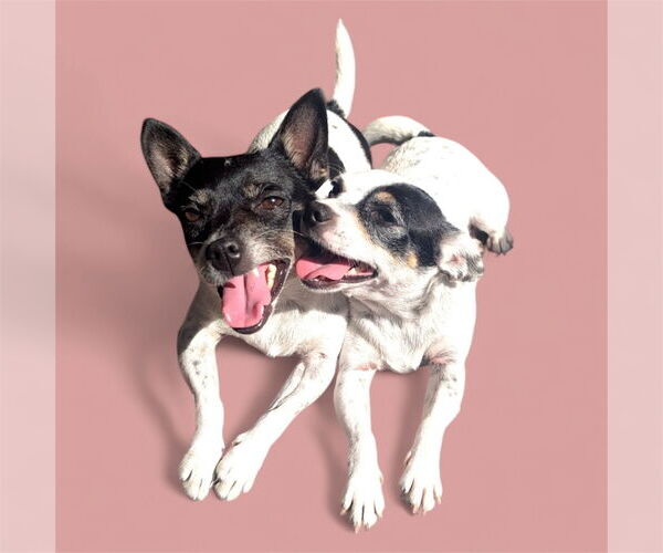 Medium Photo #9 Rat-Cha Puppy For Sale in Sykesville, MD, USA