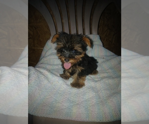 Medium Photo #1 Yorkshire Terrier Puppy For Sale in HUMBOLDT, IL, USA