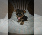 Small Yorkshire Terrier
