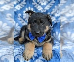 Small Photo #6 German Shepherd Dog Puppy For Sale in PARADISE, PA, USA