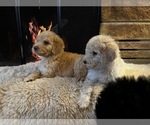 Small Photo #3 Poodle (Standard) Puppy For Sale in HAGERSTOWN, MD, USA