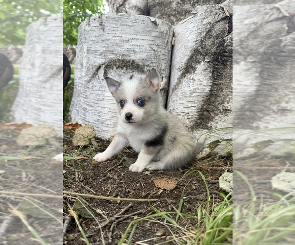 Medium Photo #4 Alaskan Klee Kai-Pomsky Mix Puppy For Sale in STAPLES, MN, USA