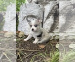Small #3 Alaskan Klee Kai-Pomsky Mix