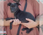 Small #1 American Staffordshire Terrier Mix