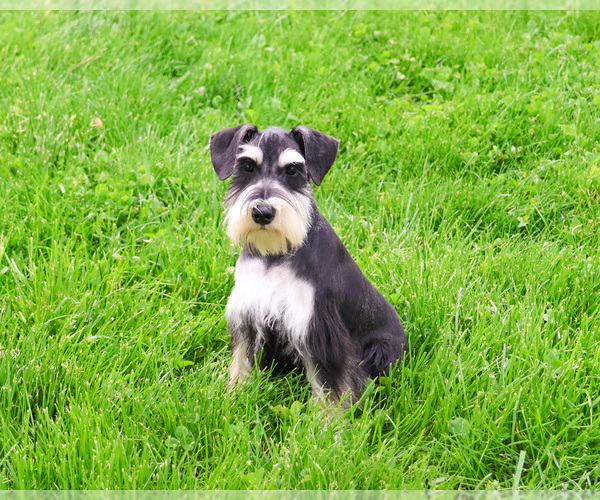 Medium Photo #7 Schnauzer (Miniature) Puppy For Sale in SYRACUSE, IN, USA
