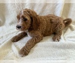 Small Goldendoodle
