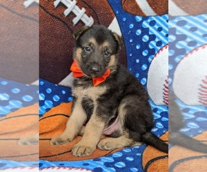 German Shepherd Dog Puppy for sale in KIRKWOOD, PA, USA