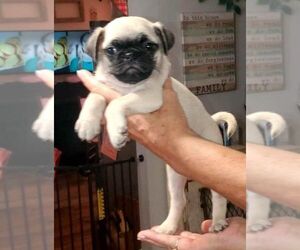 Pug Puppy for sale in NEVADA, MO, USA