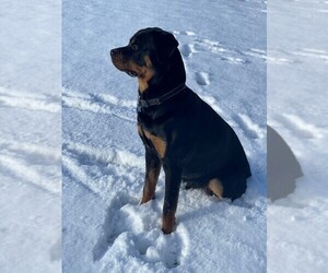 Rottweiler Puppy for sale in BLOOMFIELD, MI, USA