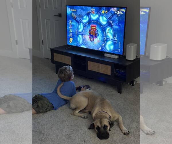 Medium Photo #5 Mastiff Puppy For Sale in Edmond, OK, USA
