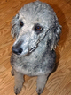 Small Photo #1 Poodle (Standard) Puppy For Sale in EUREKA, CA, USA