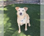 Small #27 Labrador Retriever Mix