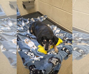 Chihuahua-Unknown Mix Dogs for adoption in Salt Lake City, UT, USA