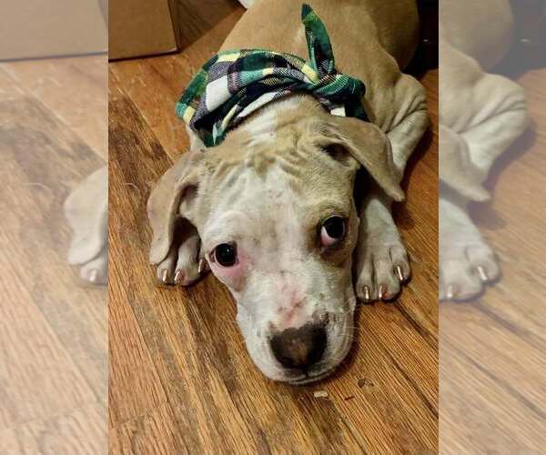 Medium Photo #3 Mutt Puppy For Sale in New York, NY, USA