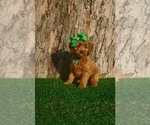 Small #2 Goldendoodle (Miniature)
