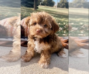 Havanese Puppy for sale in LINCOLN, NE, USA
