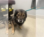 Small Chihuahua Mix