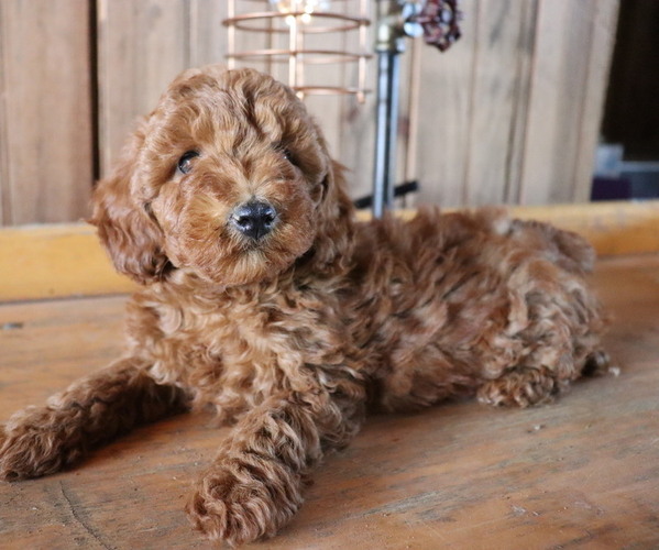 Medium Photo #8 Poodle (Toy) Puppy For Sale in HONEY BROOK, PA, USA