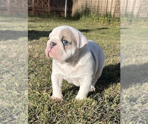 Bulldog Puppy for sale in STEPHENVILLE, TX, USA