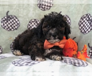 Shih-Poo Puppy for sale in LAKELAND, FL, USA