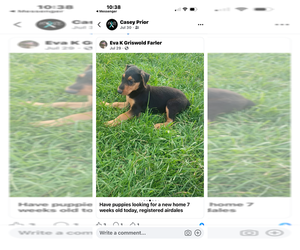 Airedale Terrier Puppy for sale in ROBARDS, KY, USA