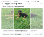 Toby - Male Airedale Terrier Puppy for Sale - Small photo