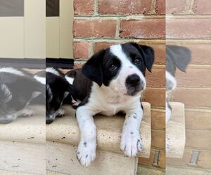 Mutt Dogs for adoption in Germantown, OH, USA