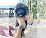 Small Photo #4 German Shepherd Dog Puppy For Sale in CORVALLIS, OR, USA