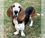 Small #5 Basset Hound