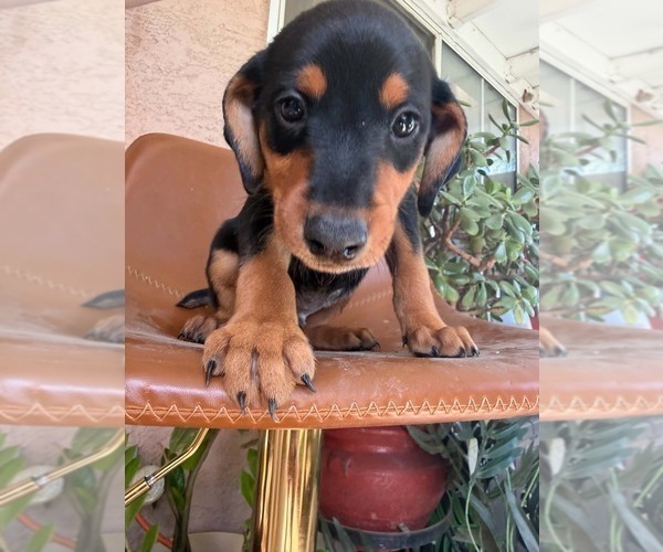 Medium Photo #4 Doberman Pinscher-Mountain Cur Mix Puppy For Sale in TEMECULA, CA, USA