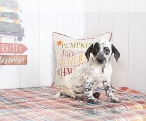 Dalmatian-Poodle (Miniature) Mix Puppy for sale in BEL AIR, MD, USA
