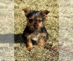 Small Photo #2 Yorkshire Terrier Puppy For Sale in FAIR HAVEN, MI, USA
