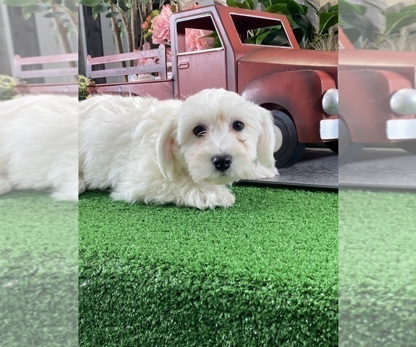 Medium Photo #3 Bichon Frise Puppy For Sale in CANOGA, NY, USA