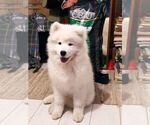 Small Photo #2 Samoyed Puppy For Sale in Kragujevac, Central Serbia, Serbia