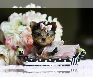 Yorkshire Terrier Puppy for sale in MIAMI, FL, USA