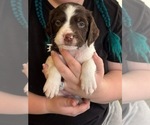Small Photo #2 Brittany Puppy For Sale in VIRGINIA BEACH, VA, USA