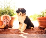 Small #1 Australian Shepherd