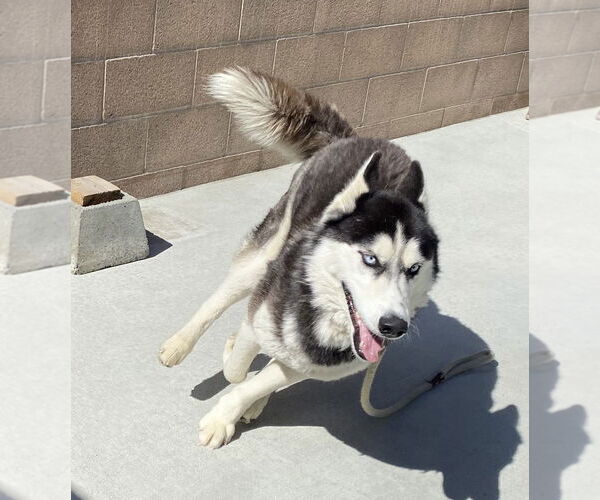 Medium Photo #2 Siberian Husky Puppy For Sale in Salinas, CA, USA