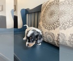 Small Photo #6 Dachshund Puppy For Sale in LOGANVILLE, GA, USA