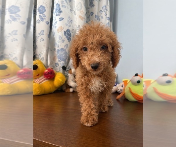 Medium Photo #5 Havapoo Puppy For Sale in DURHAM, CT, USA