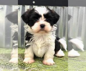 Shih Tzu Puppy for sale in LANSING, IA, USA
