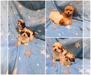 ShihPoo Puppy for sale in LITTLEROCK, CA, USA