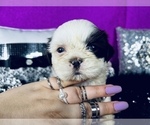 Puppy 3 Shih Tzu