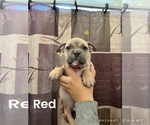 Puppy Red American Bully