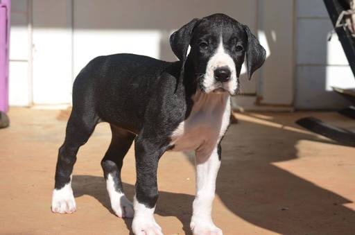 Medium Photo #1 Great Dane Puppy For Sale in MARTINSVILLE, VA, USA