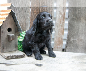 Medium Cocker Spaniel