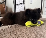 Small #5 Pomeranian