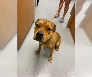 Mutt Dogs for adoption in St. Cloud, FL, USA