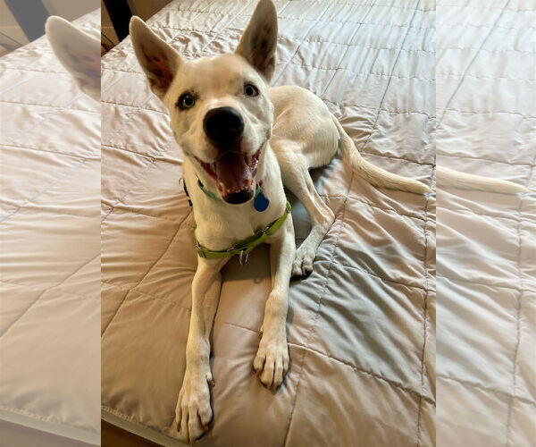 Medium Photo #3 Mutt Puppy For Sale in Royal Palm Beach, FL, USA